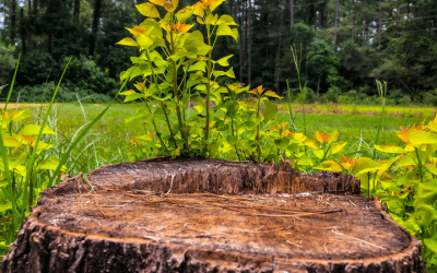 Mastering Arboriculture: A Comprehensive Guide to Tree Removal, Stub Removal, and Tree Chipping with Westchester Tool Rentals